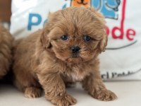 Ankarada Wc eğitimli  kore maltipoo lar ziyarete açık