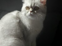 British shorthair prenses