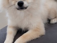 Pomeranian yavrular
