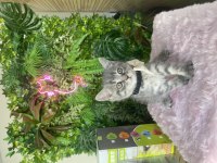 Yeni Ailesini Arayan Irk Sağlık Garantili British Shorthair