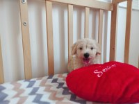 Erkek Maltipoo Yavrumuz