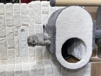 Scottish fold yavrumuz yeni yuvasını arıyor