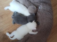 Yavrularımız yeni yuvasını arıyor british shorthair
