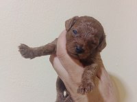 25 Haziran da teslime hazır akıl küpleri poodle