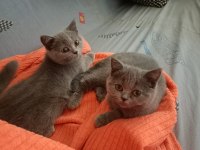 OYUNCUMU OYUNCU BRİTİSH YAVRULARIM