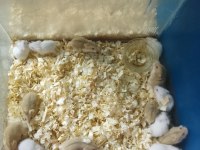 Toptan Perakende Gonzales Hamster Bebekler