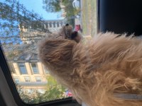 maltipoo köpeği yakışıklı