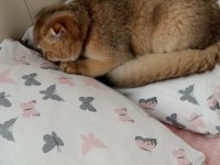 Oğlumuza kalıcı güvenilir aile arıyoruz scottish fold