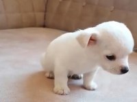 Mini boy kısa bacak şivava sağlık ve ırk garantilidir