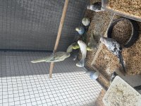 Bebek Muhabbet Kuşu