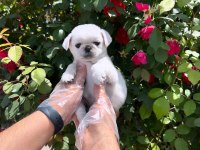 ORİJİNAL ÖZEL RENK PUG MOPS BEBEKLER