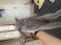 2 adet dişi A kalite yavru british shorthair