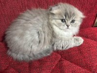 Mama karşılığı yavru scottish fold