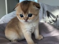 Scottish Fold Yavrularımız Evinizin Neşesi Olacaktır