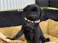 Siyah İnci Pug Yavrularımız