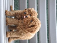 Dişi Red Brown Toy Poodle