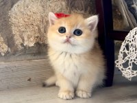 Saf Kan Golden British Shorthair Yavruları (Wcf kayıtlı)