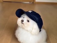Maltese Terrier Sıfır Numara Teacup Oyuncu Yavrularım