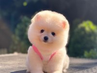 Ayıcık Surat Pomeranian