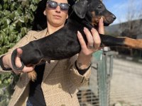 Doberman yavrularım sağlık ve ırk garantilidir