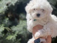 Irk garantili erkek güzeli köpeğimiz