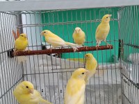 Manılua kanaryalar