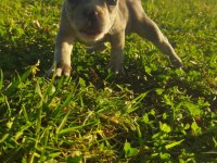 Irk Garantili French Bulldog