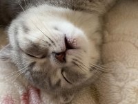 3 Aylık Erkek Scottish Fold
