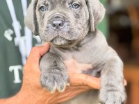 BLUE CANE CORSO YAVRULARI