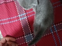 İzmir scottish fold kedimiz