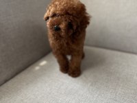 Kore kan toy poodle bebekler