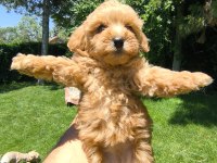 MALTİPOO YAVRULAR