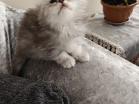 Scottish fold dişi