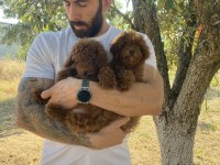 KORE DARK BROWN TOY PODDLE BEBEKLER