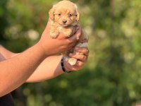 SAFKAN AŞILI VE ÇİŞ EĞİTİMLİ MALTIPOO BEBEKLER 