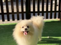 Yetışkın Erkek Pomeranian Boo