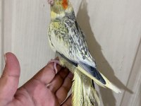 62 Günlük Kusursuz Sultan Papağanı Bebek