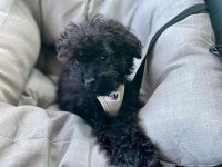 En küçük boy maltipoo yavrularımız