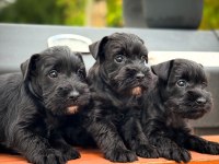 FCI Pedigreeli Miniature Schnauzer Yavruları