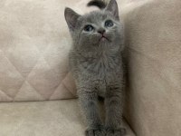 Safkan ayı surat british shorthair erkek