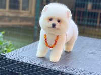 Pamuk Şekeri Pomeranian Boo