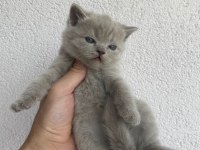 British shorthair Kedisi