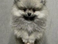 Pomeranian Erkek