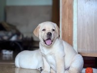 TÜRKİYENİN EN ÖZEL ÇİFLİĞİNDEN LABRADOR YAVRULARI 