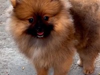Minik pomeranian prenses