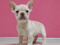 Sevimli yaramaz yavrular
