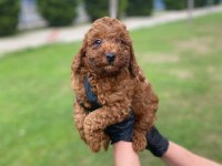 Kıvır Kıvır Orjinal Poodle Minişlerim