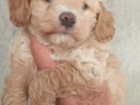 MALTİPOO BEBEKLERİMİZ