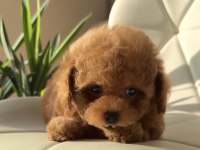Özenle Büyütülen Toy Poodle Yavrular