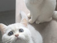 3 aylık british shorthair dişi yavrularım